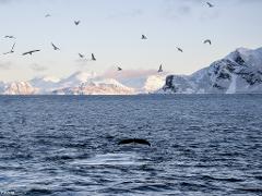 Whale Safari in Skjervøy