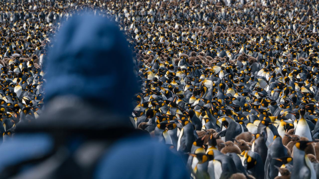 ANTARCTICA HIGHLIGHTS