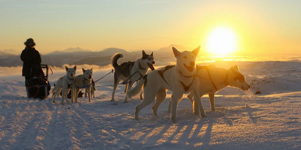 Dog Sledding in Kvaløya