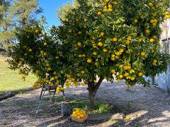 Citrus & Sunshine: A Marmalade-Making Experience