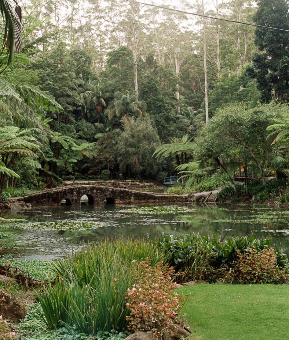  3hr Guided forest therapy experience: Tamborine Mountain Botanical Gardens