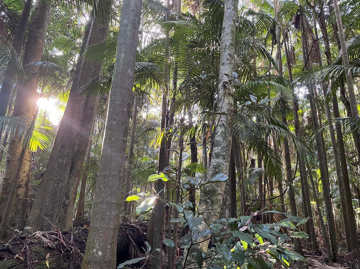 90 min Guided forest therapy experience - allow nature to restore.