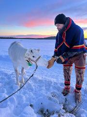 meet a reindeer