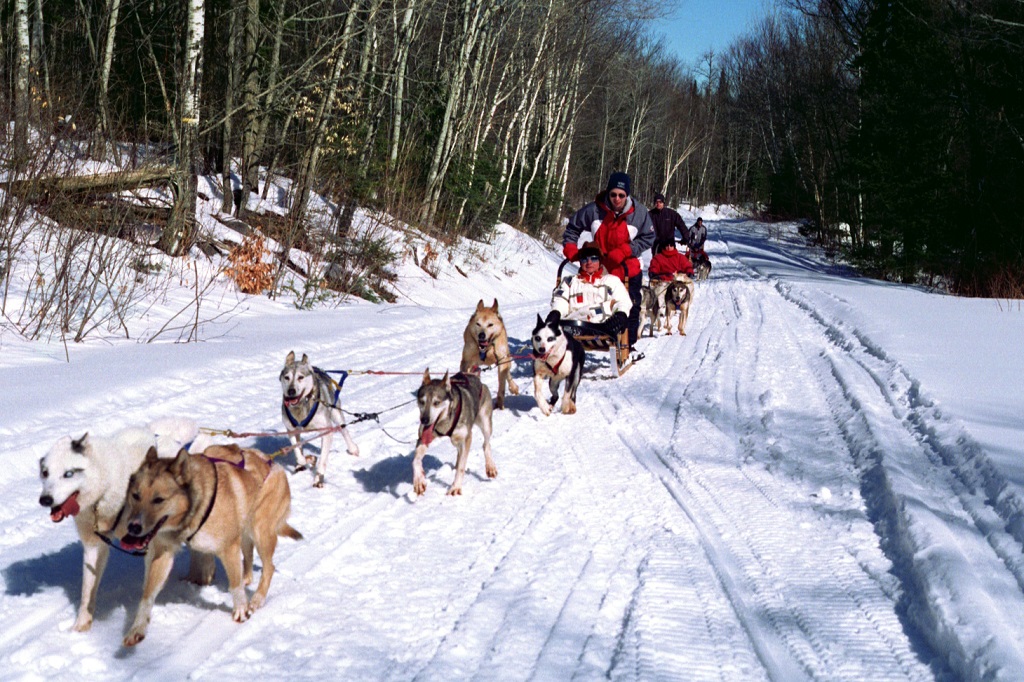 Dog Sledding Day Trips Call Of The Wild Reservations