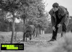 OFF SEASON: Working Dogs Truffles and Vines