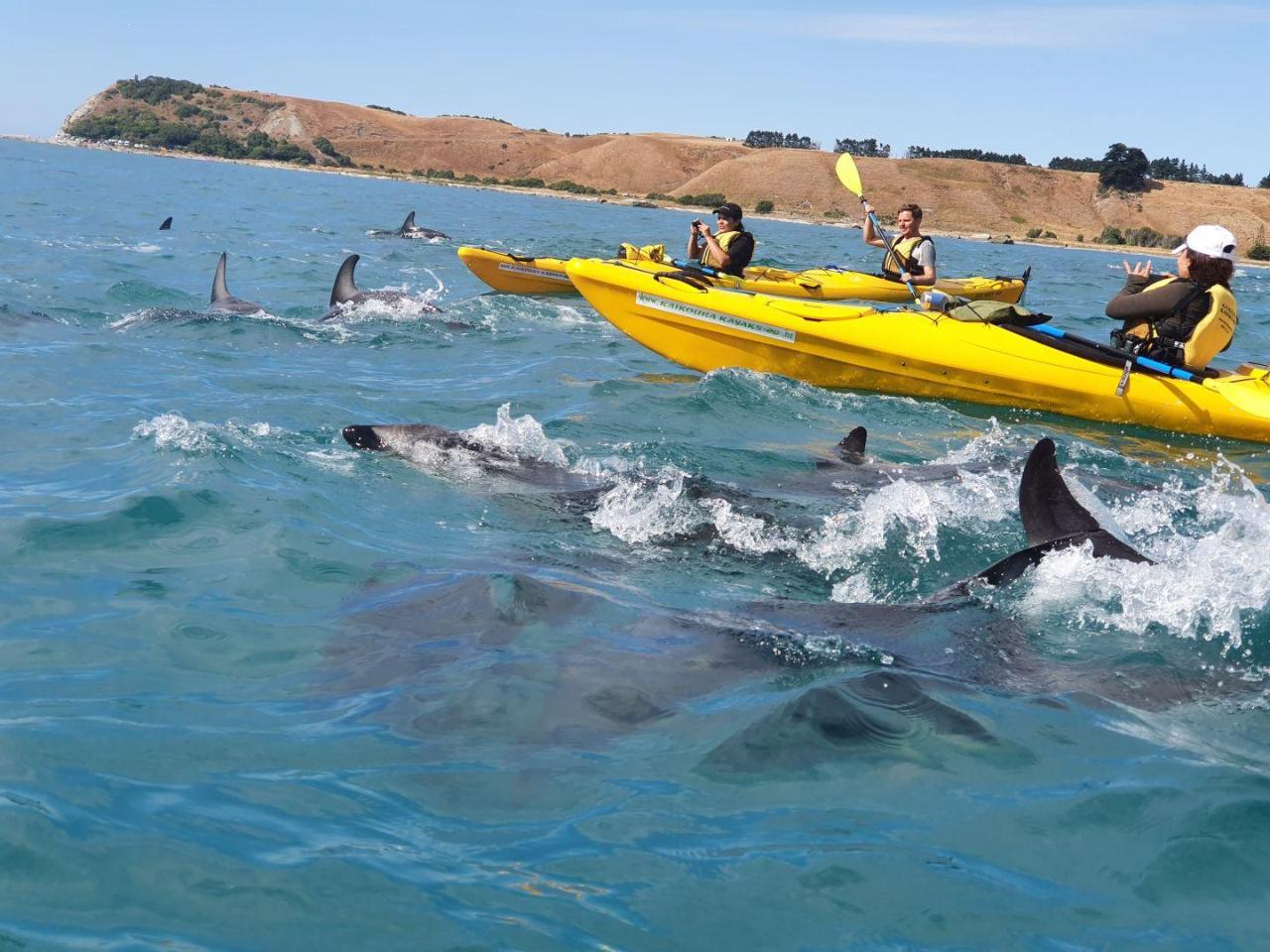 Kaikōura Symphony - Kaikōura Kayaks Combo