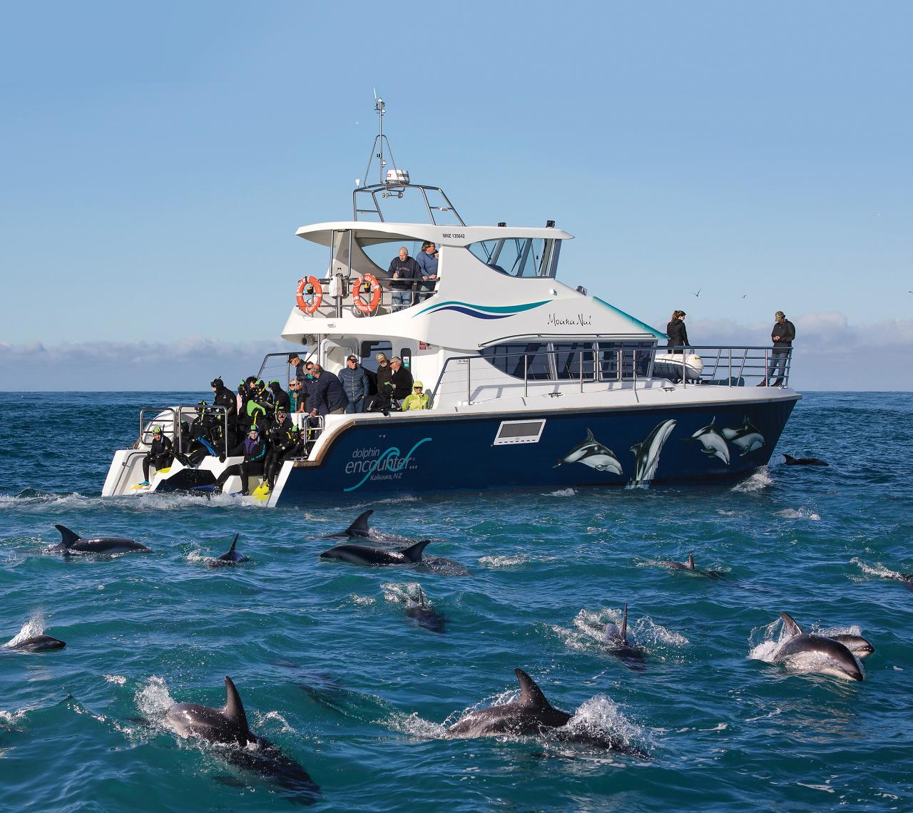 Kaikōura Wonders of Nature - Dolphin Encounter Combo