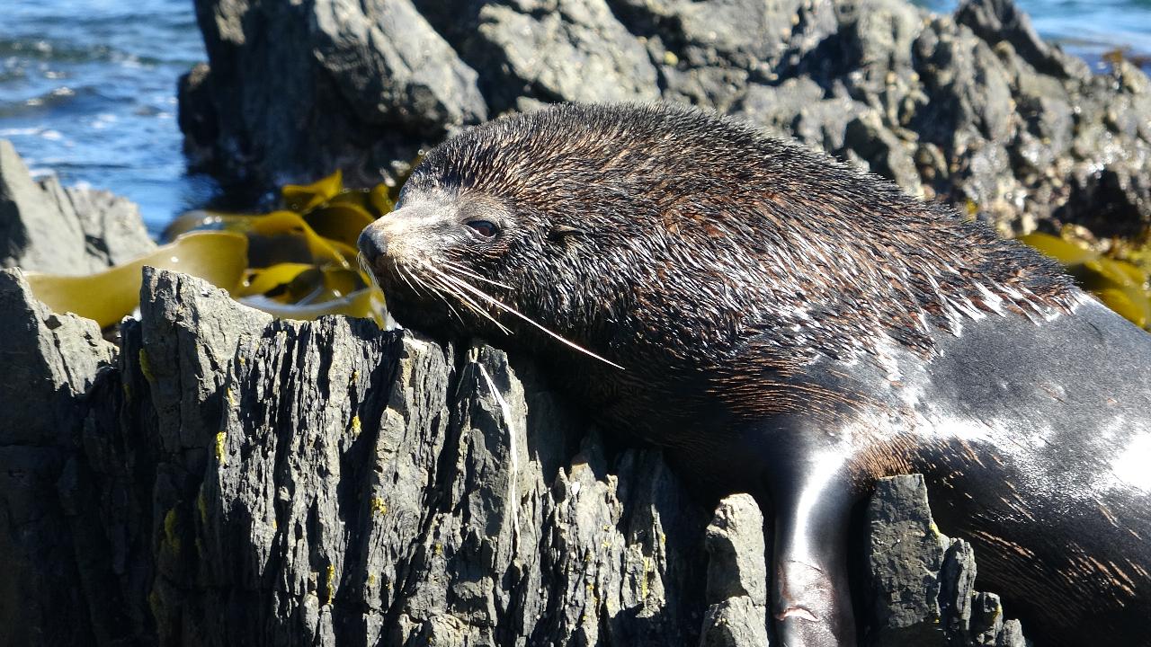 Seal Coast Safari - Exclusive access to Wellington's secret coast