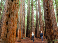Yarra Valley Wildlife and Redwoods