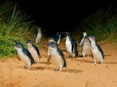  Phillip Island Wine & Penguins Tour  - Cruise Passengers Only