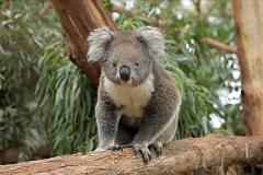Phillip Island Highlights & Koalas Tour - Cruise Passengers Only