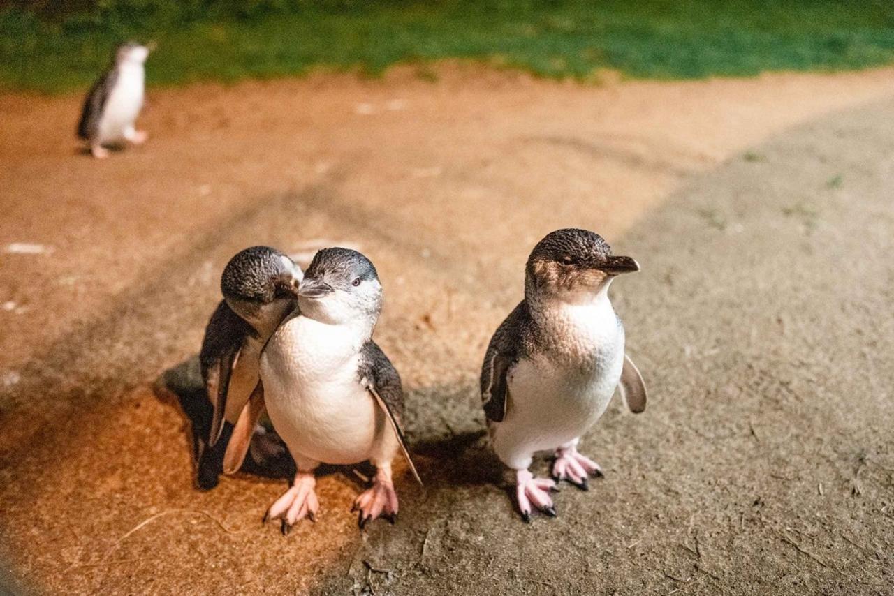 Phillip Island Wine and Penguin Tour from Melbourne