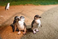 Phillip Island Wine and Penguin Tour from Melbourne