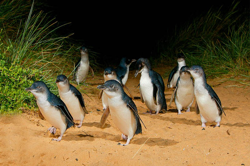 Phillip Island Wine and Penguin Tour from Melbourne