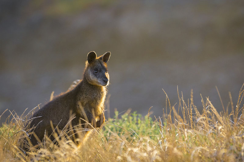 Phillip Island Golden Hour Penguin Express Tour from Phillip Island