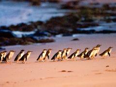 Private Tour - Phillip Island Wine, Wildlife and Penguin