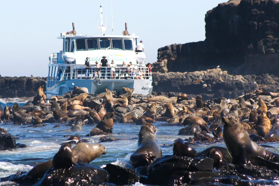 Phillip Island Wildlife Cruise and Penguins Tour from Melbourne