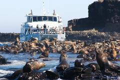 Phillip Island Wildlife Cruise and Penguins Tour from Melbourne