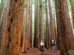 Yarra Valley Redwoods and Wine Tour 