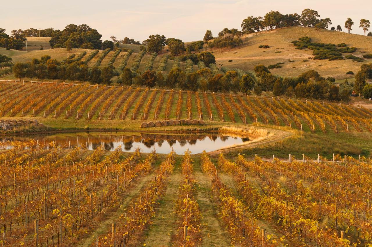 Local Way Tours: Murray River Paddle Steamers & Wine Tour — Perricoota - Photo 5
