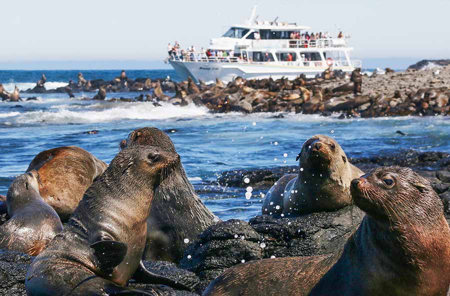 Phillip Island Wildlife Cruise and Penguins Tour from Melbourne