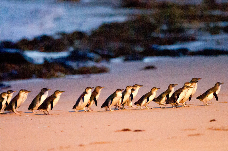 Depart Island: Phillip Island Wine and Penguins Tour 