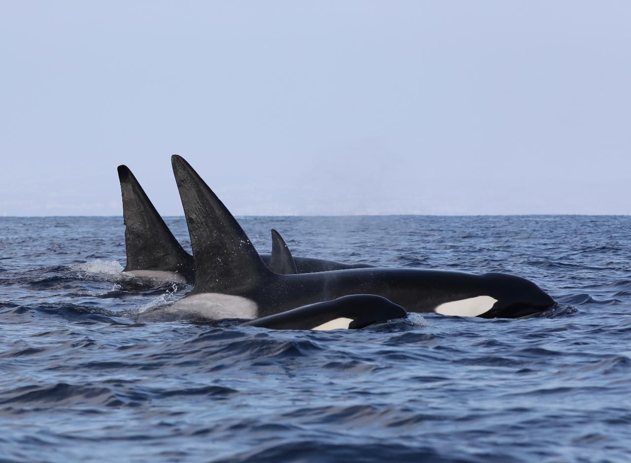 Channel Islands Killer Whale Quest