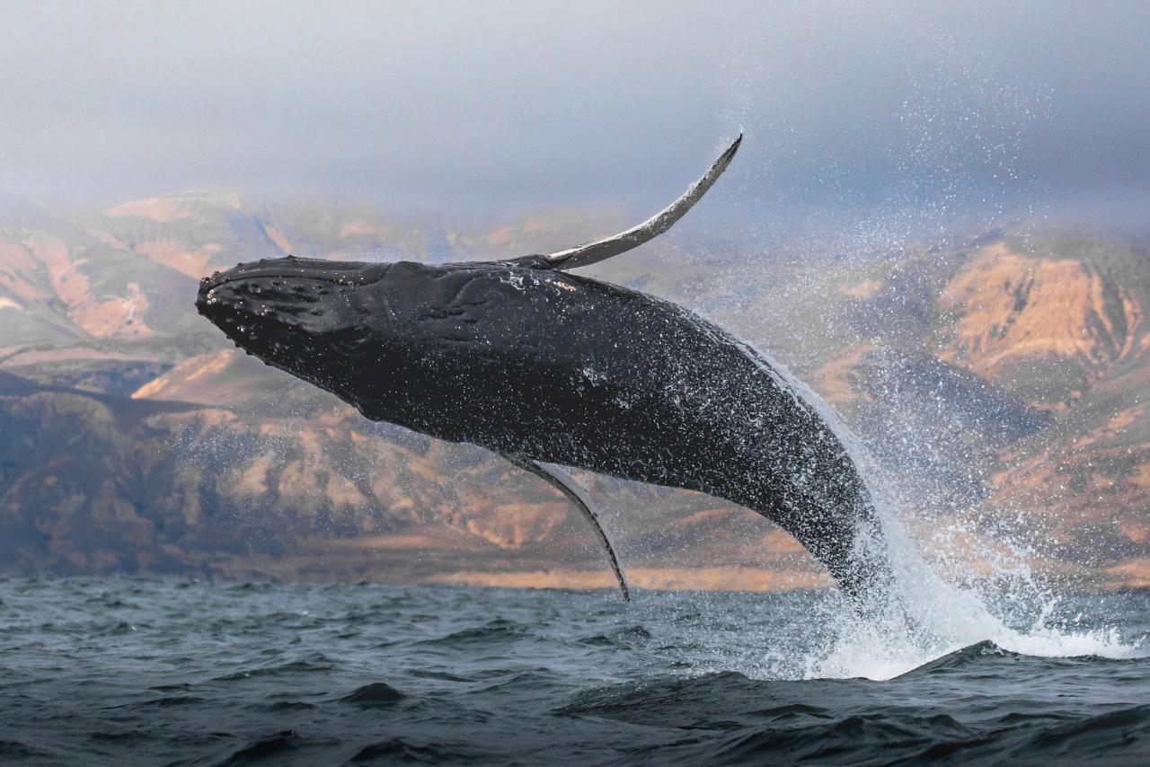 Channel Islands Humpback Whale Watching