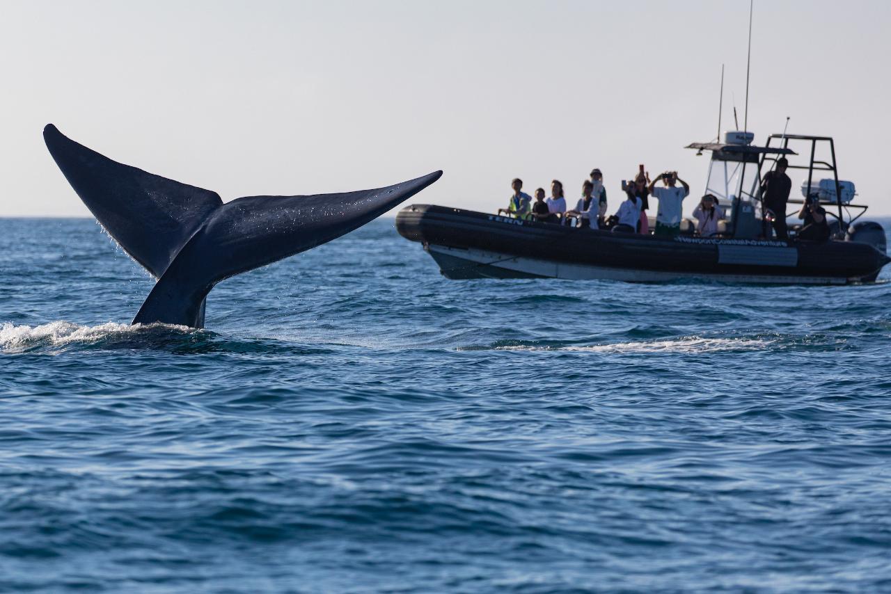 Channel Islands Blue and Humpback Whale Watching