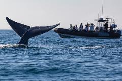 Channel Islands Blue and Humpback Whale Watching