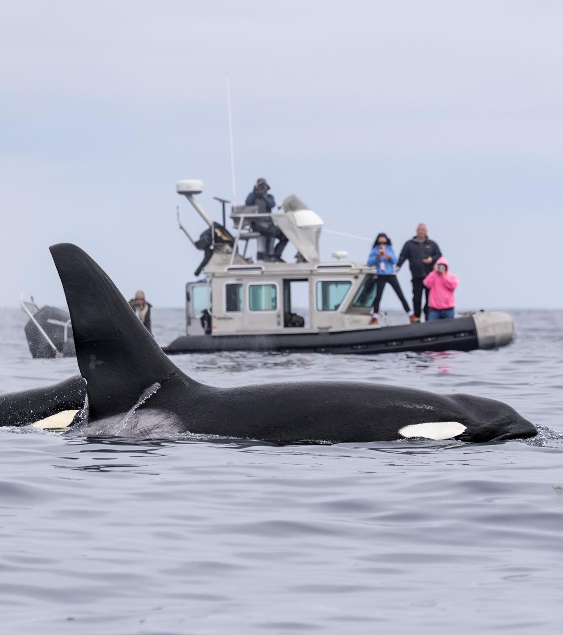 Channel Islands Killer Whale Quest (on SafeBoat, full cabin)