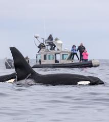 Channel Islands Killer Whale Quest (on SafeBoat, full cabin)