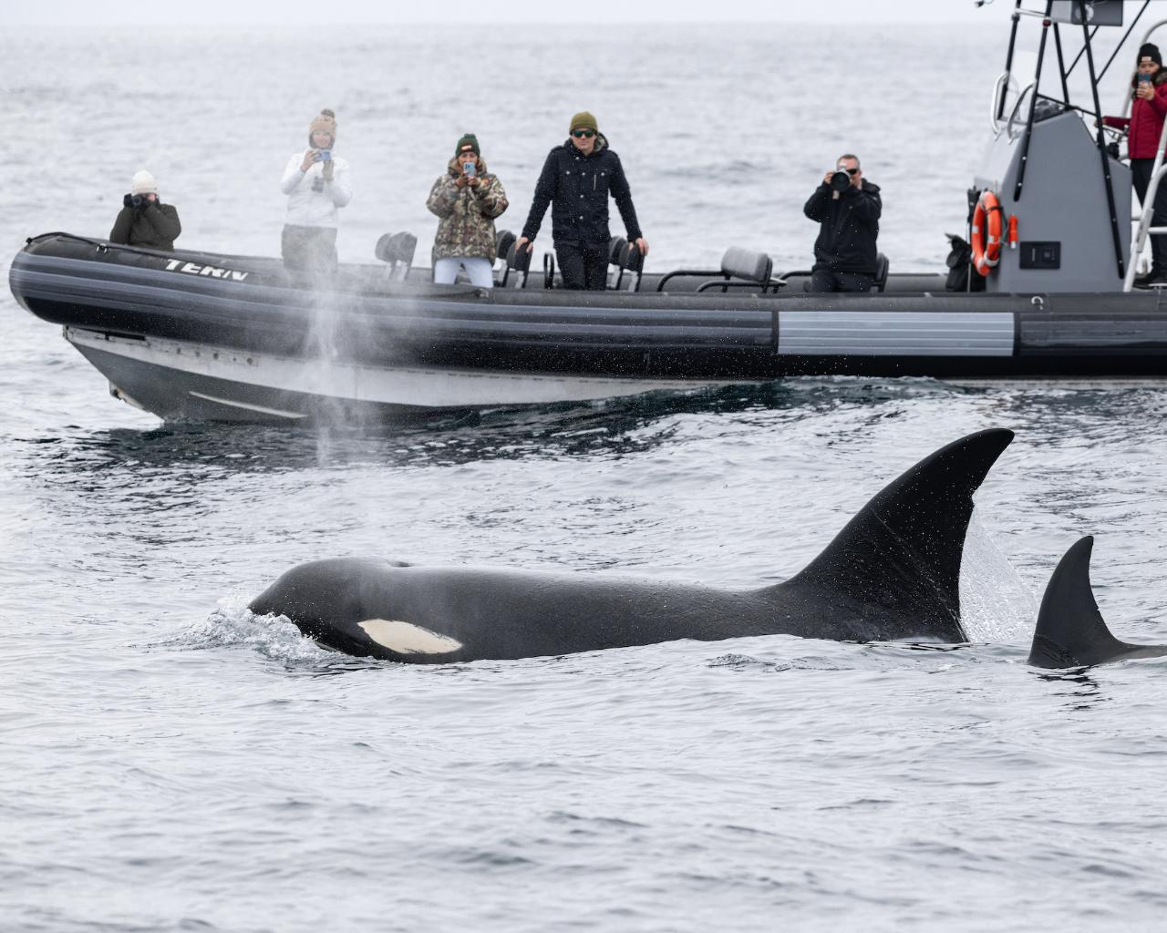 Channel Islands Private Boat Charter