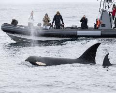 Channel Islands Private Boat Charter