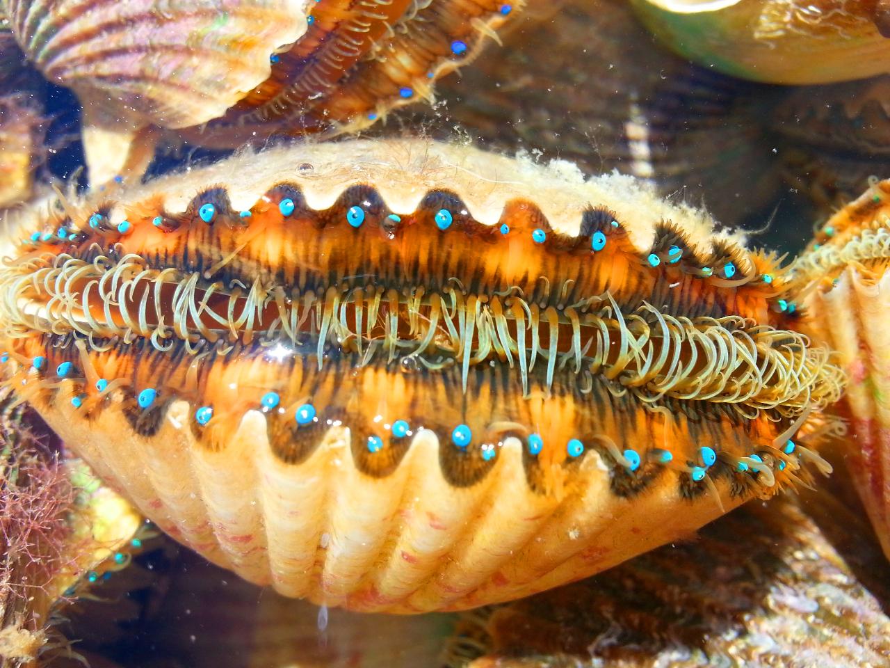  Scalloping with Captain Andrew