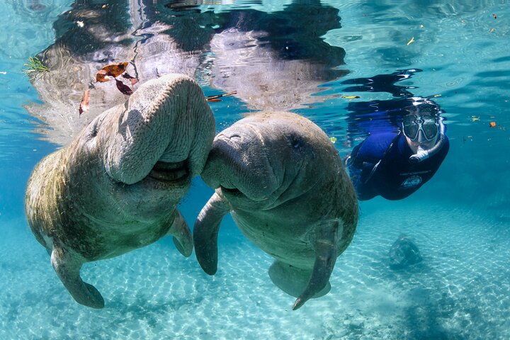 Gift Certificate for The Manatee Swim