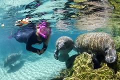 ****Preseason Special**** The Manatee Swim Tour