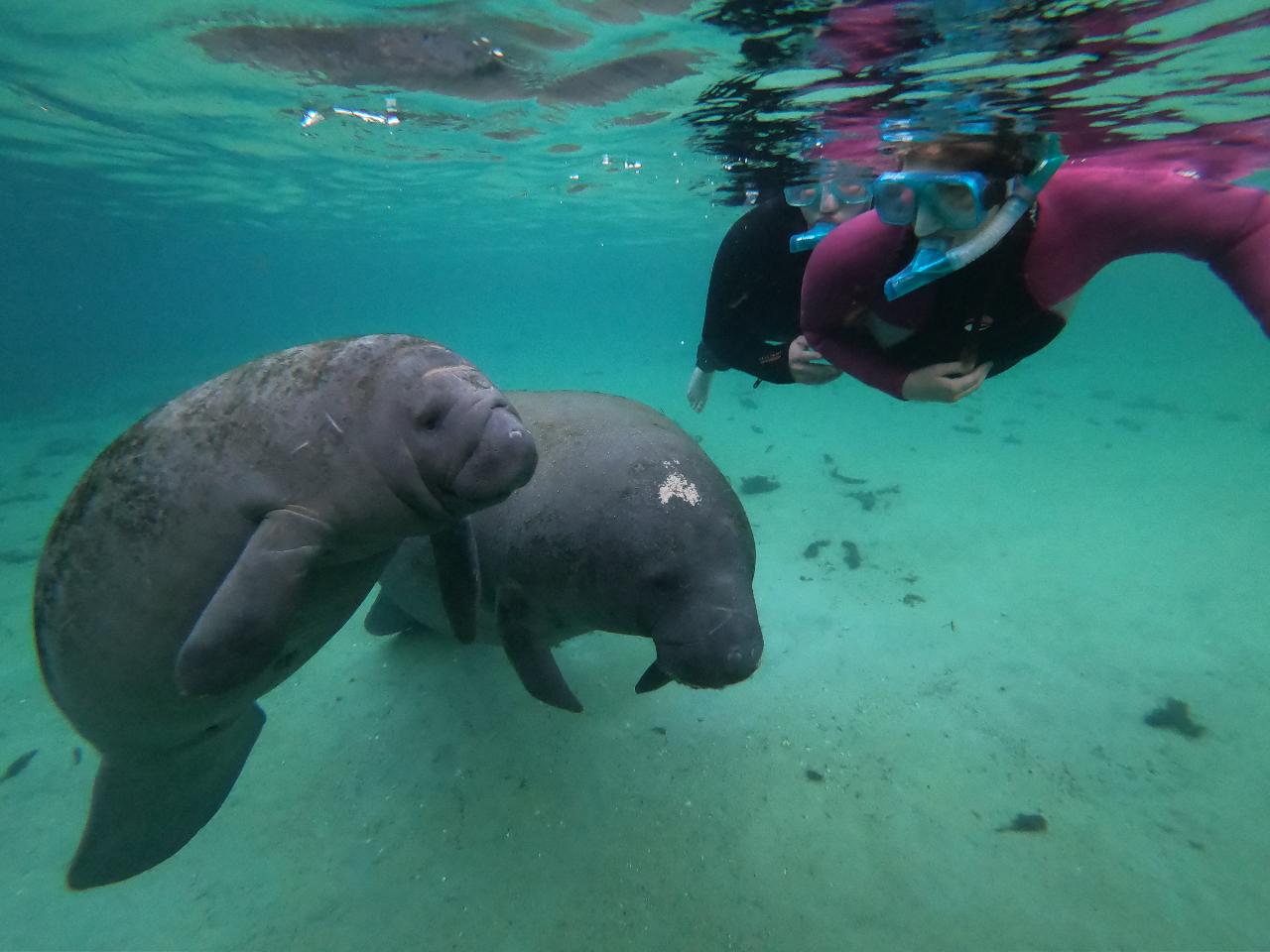 The Manatee Swim Tour - Waterfront Adventures; Swimming With The ...