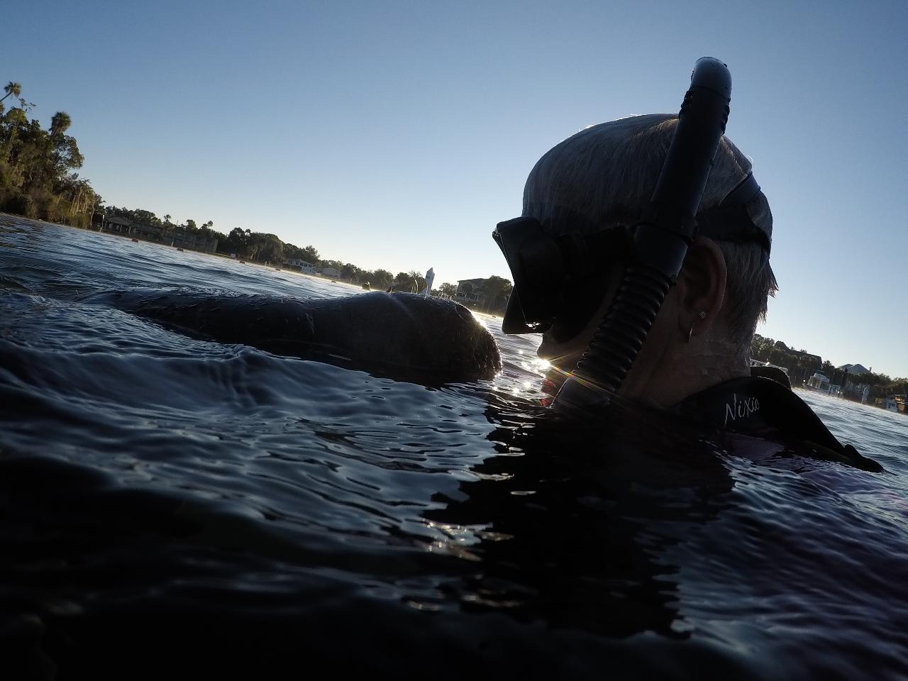 The Private Manatee Swim Tour - Waterfront Adventures; Swimming With ...