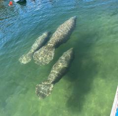 Kings Bay Manatee Watching Cruise