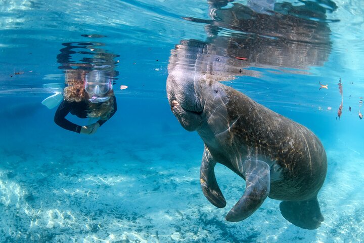 The Private Manatee Swim Tour