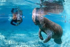 The Private Manatee Swim Tour
