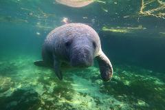 The Sunset Manatee Swim Tour