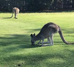 Private Tour: Great Ocean Road - Wildlife & Waterfalls