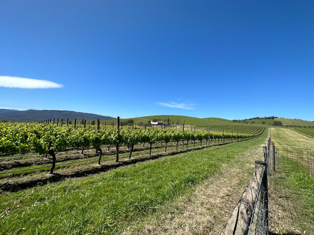 Private Tour: Yarra Valley Wine, Cheese, Bubbles, Beer, Gin & Chocolatrie