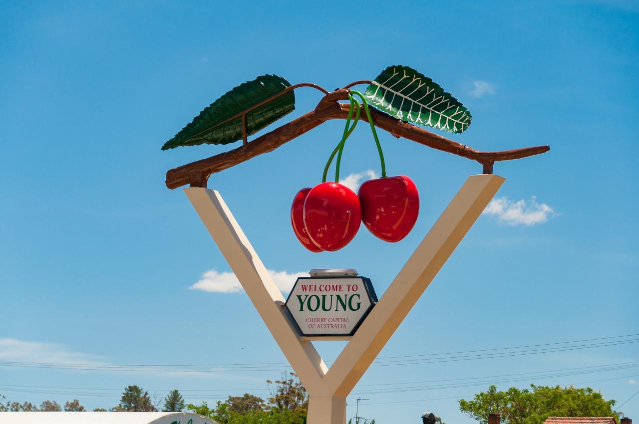 YOUNG CHERRY FESTIVAL - 4 DAYS