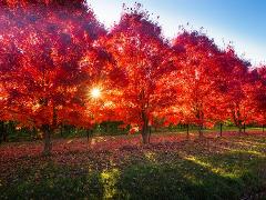 BRIGHT AUTUMN FESTIVAL