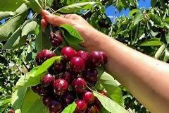 ORANGE CHERRY PICKING