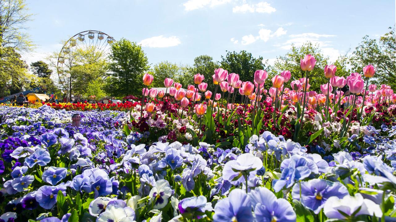 CANBERRA FLORIADE - 3 DAY