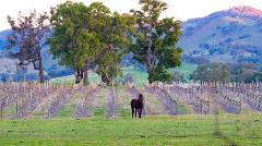 MUDGEE